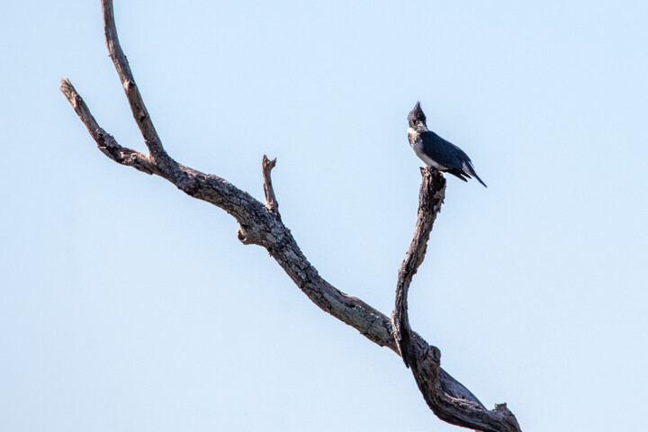 Belted Kingfisher